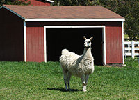 alpaca and red shed